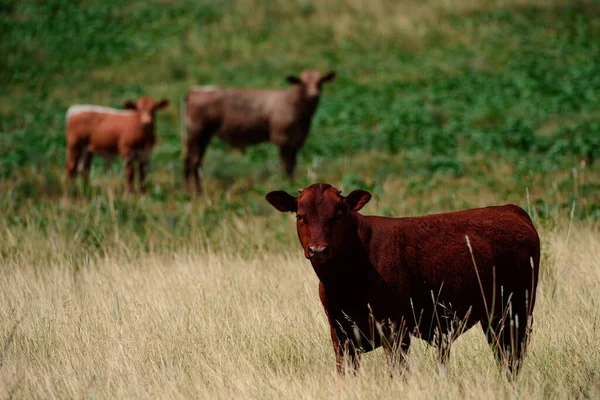 Las vacas en un pasto de verano. Vaca marrón sobre fondo de hierba verde. Retrato de bonitas pantorrillas marrones en un prado verde fresco, de pie lado a lado y mirando curiosamente a la cámara. —  Fotos de Stock