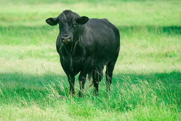 Vaca Negra. Farming Ranch Angus and Hereford Cattle. Toro en España en el campo verde. —  Fotos de Stock