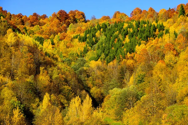 紅葉の木の質感、秋の背景. — ストック写真