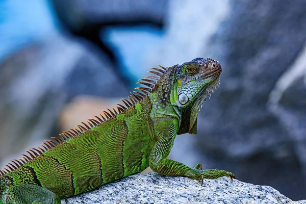 Viltreptil i Florida. Gröna ödlor leguan. Iguana drake närbild. — Stockfoto