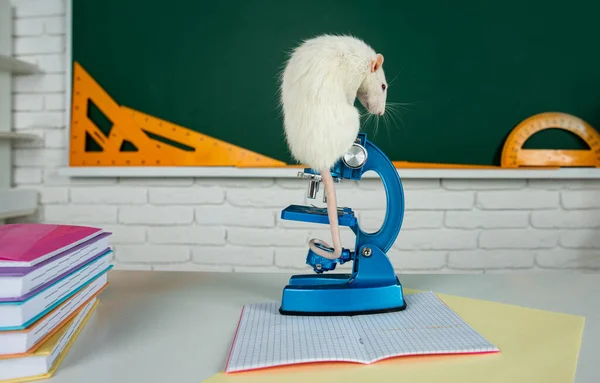 Una rata graciosa se sienta en el microscopio. Concepto de aprendizaje, educación y ciencia. Banner para universidad o escuela con espacio de copia. — Foto de Stock