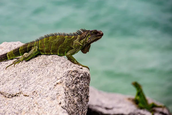 Ιγκουάνα ζεσταίνεται στον ήλιο σε ηφαιστειακά πετρώματα. Άγρια ζωή και φύση, θαλάσσια Iguana. — Φωτογραφία Αρχείου