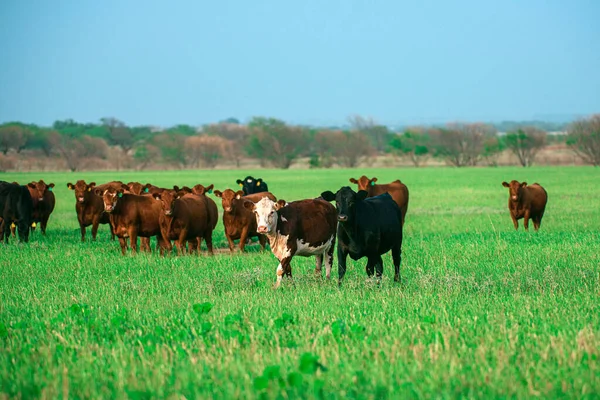 Stádo krav pasoucích se na pastvinách v létě. — Stock fotografie