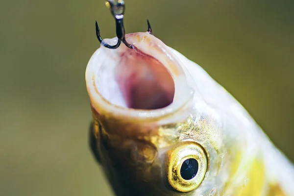 Zbliżenie ryby na haku. Pojęcie wędkarstwa lub rybołówstwa muchowego. Łapanie ryb za pomocą wędki. — Zdjęcie stockowe