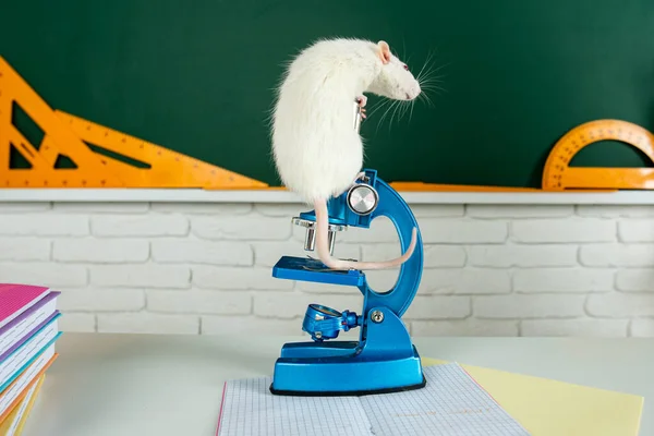 Kennis- en onderwijsconcept. Witte rat zit op microscoop. Kopieer ruimte op schoolbord. — Stockfoto