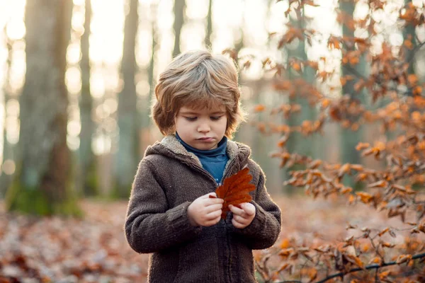 Niño en un paseo en el bosque de otoño. — Foto de Stock