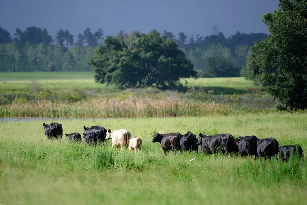 Стадо коров, пасущихся на пастбище летом. — стоковое фото
