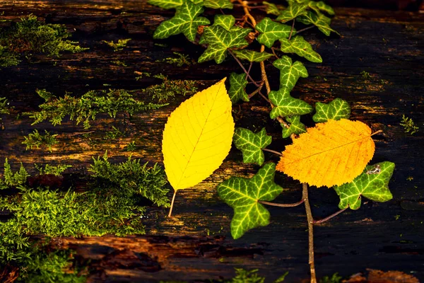 Fondo abstracto de la hoja de otoño. Coloridas hojas de arce de otoño. — Foto de Stock