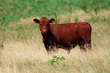 Yeşil tarlada yeşil bulanık arka planda kahverengi buzağı kameraya bakıyor. Sığır yetiştiriciliği, üretimi, süt ve et üretimi kavramı.