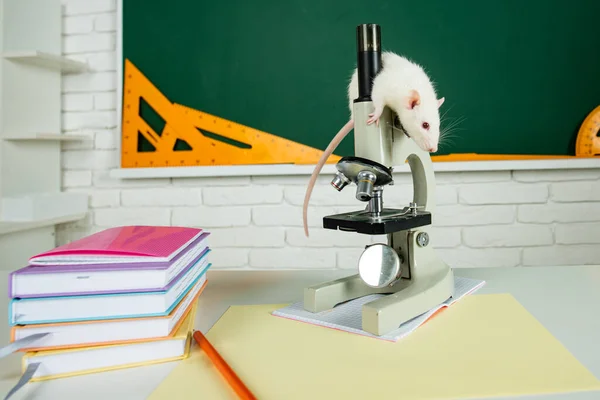 Lustige Ratten sitzen unter dem Mikroskop. Banner für Universität oder Schule mit Kopierschutz. — Stockfoto