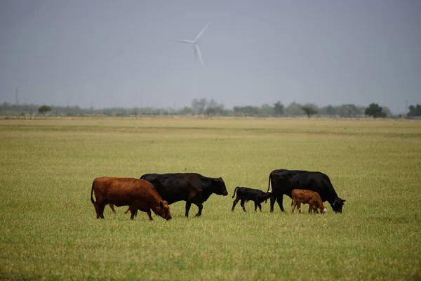 Szarvasmarha vidéken. Rét tele pitypangokkal legeltetett tehenekkel és borjakkal. — Stock Fotó