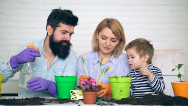 Mutter, Vater und kleiner Junge pflanzten und gießten die Sommerblumen in Töpfen. Konzept der Familienarbeit. — Stockvideo