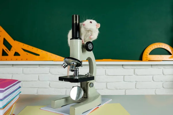 Rato branco sentado ao microscópio. Conceito - teste de drogas, vacinas, animais de laboratório, humanidade, estudos genéticos. — Fotografia de Stock