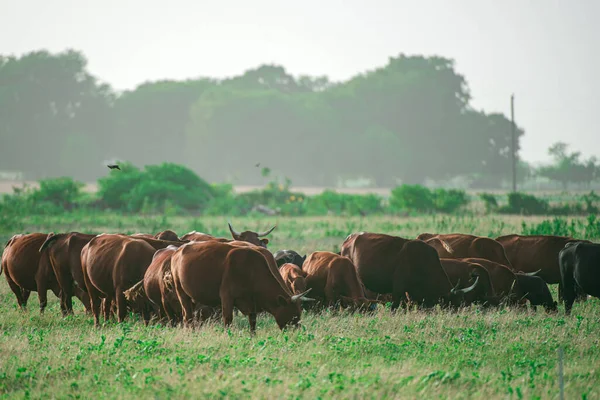 Krajina se stádem krav pasoucích se na zeleném poli s čerstvou trávou. Stádo krav pasoucích se na letním zeleném poli. — Stock fotografie