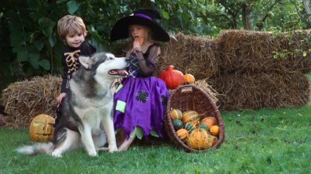 Söta små barn och hund med snideri pumpa i trädgården. Lycklig familj förbereder sig för Halloween. Roliga ungar på bakgården. — Stockvideo