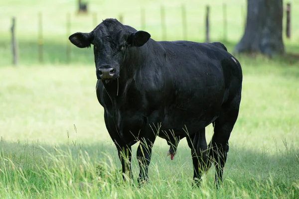 Farming Ranch Angus und Hereford Rinder. Schwarze Kuh. — Stockfoto