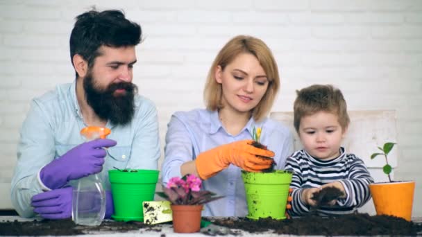 Έννοια της συλλογικής εργασίας. Ένα μικρό αγόρι με ωμοπλάτη βοηθάει τους γονείς να φυτέψουν λουλούδια σε γλάστρες.. — Αρχείο Βίντεο