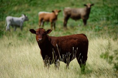 Yeşil, güneşli bir çayırda buzağı, kameraya bakıyor..