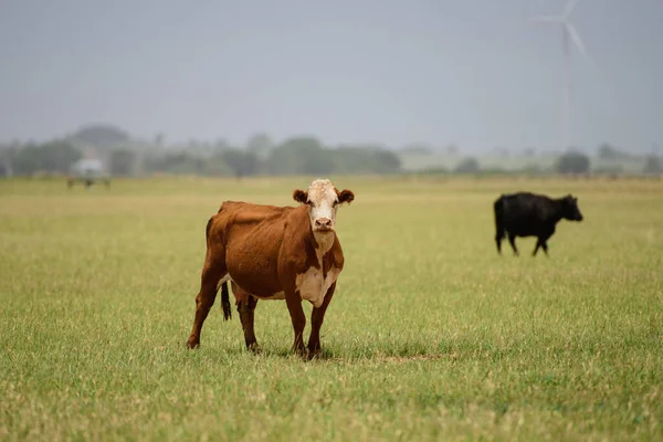 Cobertizo y vacas en el pasto. Agricultura y ganadería concepto animal. —  Fotos de Stock