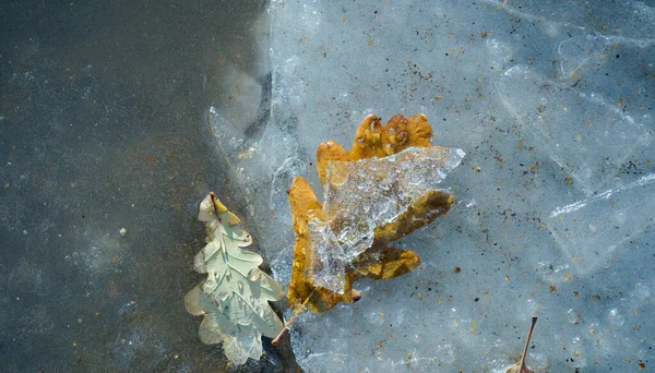 Vinter med höstlönn. Frosty blad textur bakgrund. Frysta lönnlöv i snö. — Stockfoto