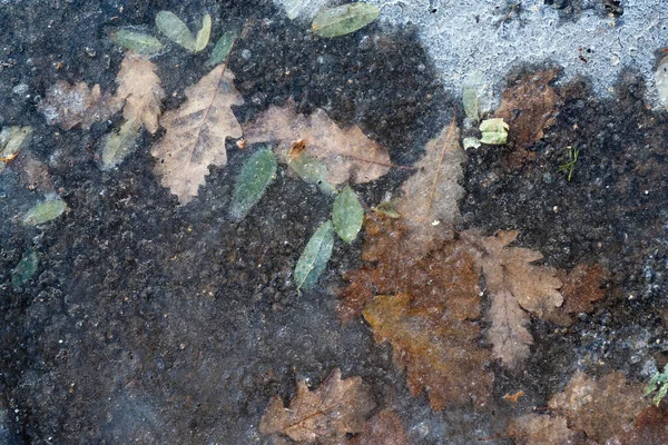 Otoño invierno, textura de fondo. Hoja de arce helada en la nieve. — Foto de Stock