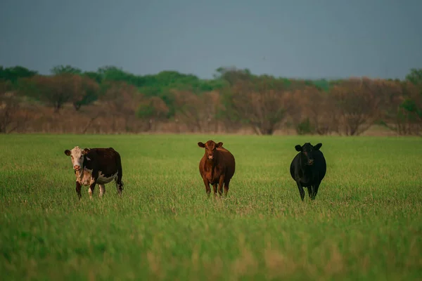 Vacas en un campo herboso en un día brillante y soleado. Vaca marrón sobre hierba verde fondo. —  Fotos de Stock