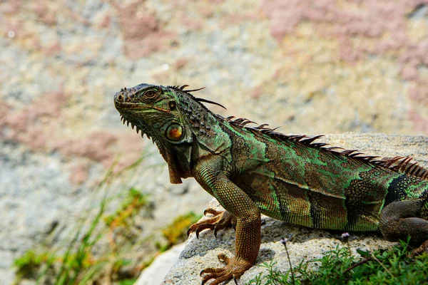 Iguana verde, también conocida como iguana común o americana, sobre fondo natural. Dragón iguana. —  Fotos de Stock