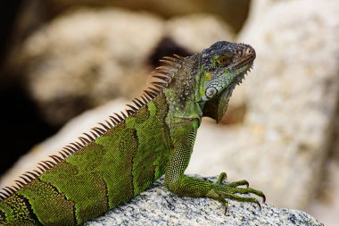 Yeşil kertenkele iguanası. İguana ejderhası yaklaş. Florida 'da vahşi yaşam sürüngeni.