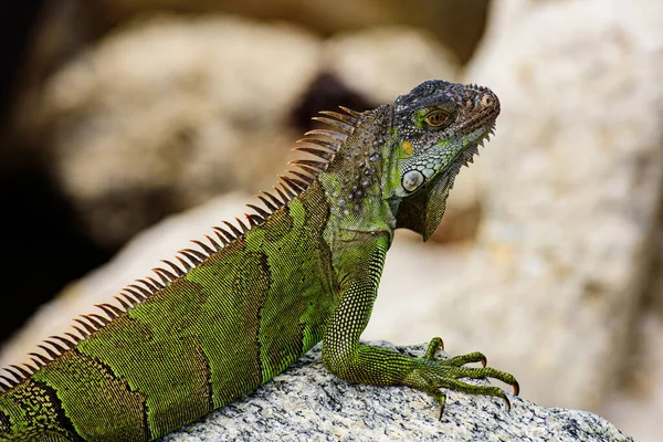 Gröna ödlor leguan. Iguana Dragon på nära håll. Reptil av vilda djur i Florida. — Stockfoto