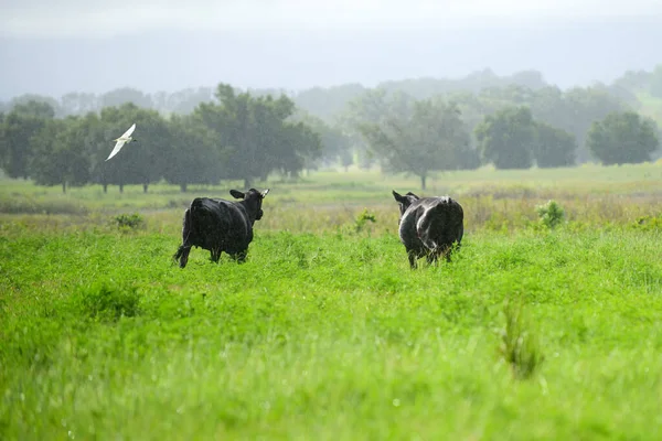 As vacas rurais pastam em um prado verde. Vida rural. — Fotografia de Stock