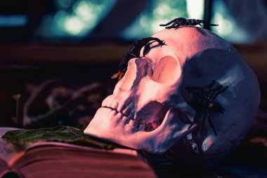 Böcekli kafatası. Cadılar Bayramı hazırlığı. Cadılar Bayramınız kutlu olsun. Kafataslı balkabağı. Dekoratif kafatası, balkabağı ve Cadılar Bayramı süslemeleri ahşap masa üzerinde, koyu renk