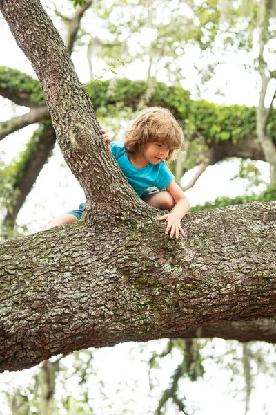 Enfant dans la forêt grimper aux arbres dans la campagne. Jolis gosses qui grimpent sur l'arbre. Concept d'assurance maladie pour la protection de la santé familiale et infantile. — Photo