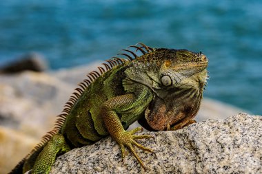 İguana sürüngeni, egzotik vahşi ejderha. Kertenkeleler Cadılar Bayramı.