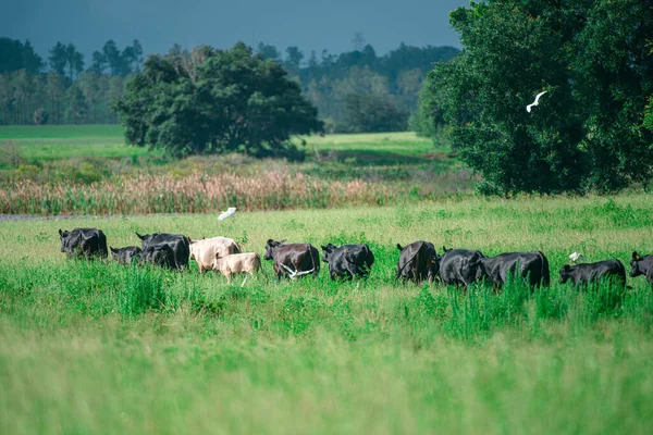 As vacas rurais pastam em um prado verde. Vida rural. Animais. país agrícola. — Fotografia de Stock