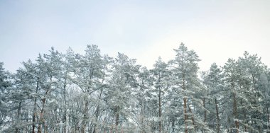 Soğuk bir akşamda çam ağaçları karla kaplıdır. Güzel bir kış manzarası. Kış geliyor. Çam dalları ve karla kaplı ağaçlar. İlk kar. Kış aktiviteleri. Yeni Yıl ve Noel