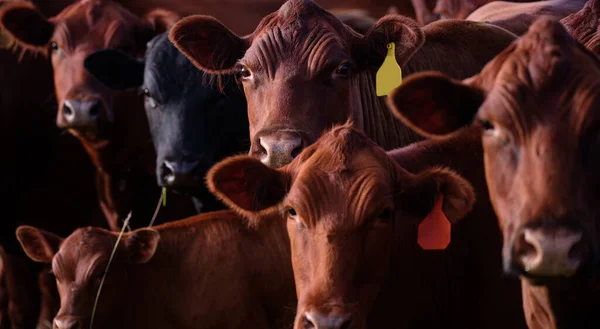 Manada de vacas pastando en un pasto en verano. Vacas en el campo al aire libre. Concepto de leche fresca de vaca. — Foto de Stock
