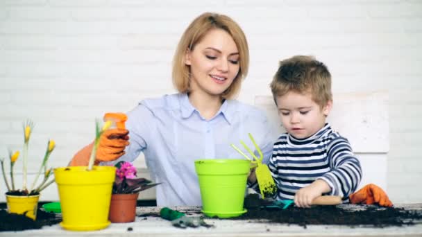Koncept výsadby. Syn s lopatkou a hrábě pomáhá matce zasadit květiny v barevných květináčích. — Stock video