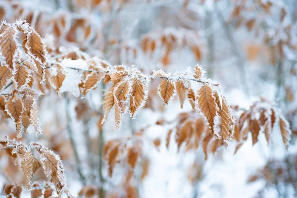 Tree with frozen leaves covered with frost. Tree branches under the snow, frosty day. Beautiful branch with orange and yellow dry leaves in winter under the snow. Snow-covered yellow leaves.