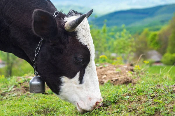 Ferme de vaches. Tête de vache broutant au champ. — Photo