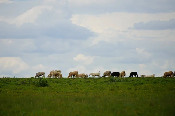 Tehéncsorda legel egy legelőn nyáron. Idilli táj tehéncsordával a zöld mezőn, friss fűvel. — Stock Fotó