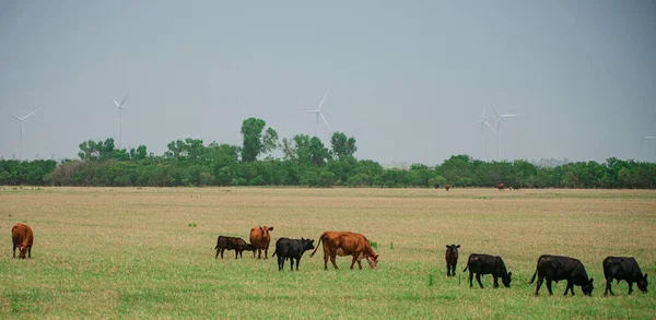 Yeşil çimlerde siyah beyaz ineğin panoramik görüntüsü. Kırsal bölgede inekler var. İnek otlatan sürüyle manzara. — Stok fotoğraf