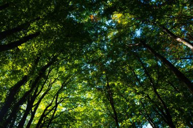 Yaz tabelasında yeşil yaprak. Çevre ekolojisi ya da yeşillik duvar kağıdı. Yeşil yapraklı arka plan. Doğa geçmişi. Yaprakların bulanık arkaplanı. Yaprak yeşili doğa yeşil arkaplan