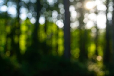 Yeşil doğa. Bulanık orman geçmişi. Yeşillik yaz doğası geçmişi. Yeşil yemyeşil çevre. Ormanda bulanık yeşil yapraklar. Yapraklı doğa deseni. Yeşilliğin bulanık arka planı