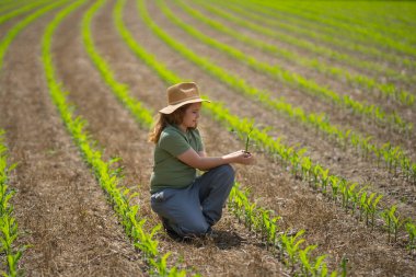 Eko çiftliği. Çocuk çevre dostu mısır tarlasında. Yeşil ekosistemde tarım. Eko tarım konsepti. Çocuklu organik tarım arazisi. Çevre ekolojik kavramı. Çocuk çiftçiliği. Çocuklar bakım ortamı