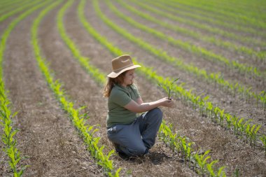 Eko çiftliği. Çocuk çevre dostu mısır tarlasında. Yeşil ekosistemde tarım. Eko tarım konsepti. Çocuklu organik tarım arazisi. Çevre ekolojik kavramı. Çocuk çiftçiliği. Çocuklar bakım ortamı