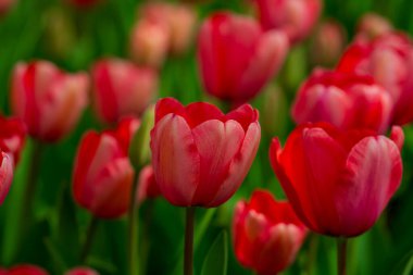 Bahar çiçekleri. Bahar zamanı lale tarlası. Lale çiçeği arkaplanını kapat. Renkli laleler güneşli yaz ve bahar günlerinde bahçede çiçek açıyor. Seçici yumuşak odak