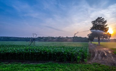 Gün batımında manzaralı çiftlik manzarası. Tarım arazisi. Yeşil tarlalı kırsal bir manzara. Geleneksel Amerikan kırsal bölgesi. Sakin bir çiftlik sahnesinde sabah ışığı. Çiftlikteki bir çayır. Çiftlik arazisi