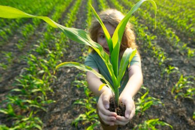 Mısır çiftliğindeki çocuk çiftçiler. Mısır tarlasında genç bir çiftçi. Mısır tarlasında çalışan çocuk çiftçisi. Çocuk çiftçi mısır ekiyor. Eko yaşam tarzı. Çocuk yaz tarlasında ekim yapıyor. Kırsal kesimdeki çocuk.