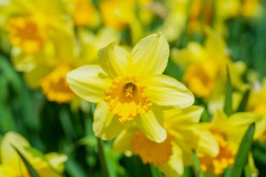 Narcissus çiçeği çiçek açtı. Bahar narsisleri çiçek açar. Bahçedeki Narcissus çiçekleri. Çiçek açan bir narsistin yakın çekimi. Çiçekler bahar arkaplanı