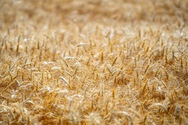 Kırsal alanda hasat için hazır altın bir buğday kulağının yakın çekimi. Buğday kulağı, açık havada hafifçe sallanıyor. Ön planda detaylı buğday kulağı olan kırsal tarım arazisi
